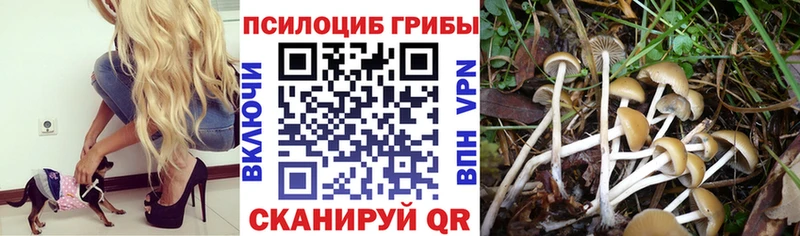 Галлюциногенные грибы мицелий  Обнинск 